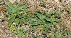 Plantago lagopus