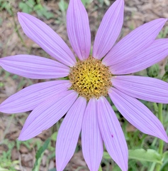 Iostephane heterophylla