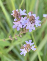 Verbena carolina