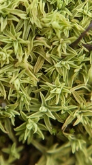 Tortella flavovirens