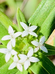 Crusea longiflora