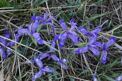 Iris ruthenica