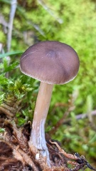 Melanoleuca polioleuca