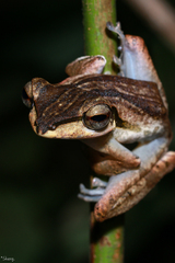Polypedates macrotis