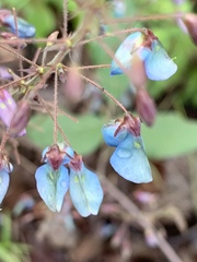 Desmodium uncinatum