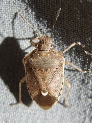 Moromorpha tetra
