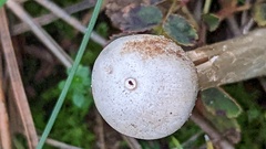 Tulostoma kotlabae