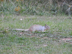 Otospermophilus variegatus utah