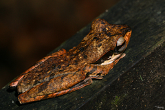 Polypedates macrotis