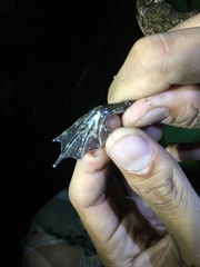 Limnonectes macrodon