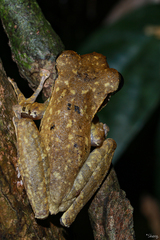 Polypedates macrotis