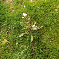 Diplotaxis erucoides