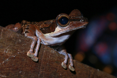 Polypedates macrotis