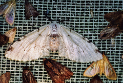 Thyrinteina arnobia