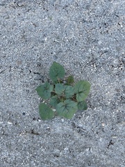 Chylismia