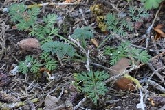 Torilis nodosa