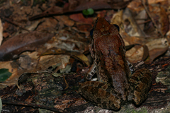 Limnonectes leporinus