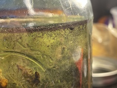 Stentor amethystinus