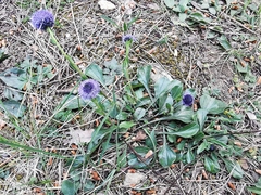Globularia bisnagarica