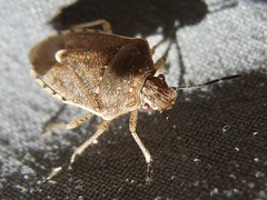 Moromorpha tetra