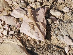 Pseudotrapelus jensvindumi