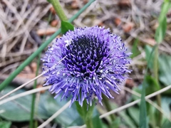 Globularia bisnagarica