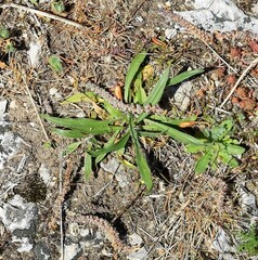 Plantago lagopus