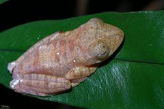 Rhacophorus pardalis