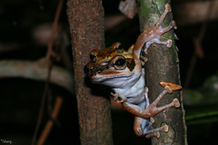 Polypedates macrotis