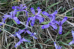 Iris ruthenica