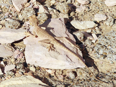 Pseudotrapelus jensvindumi