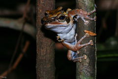 Polypedates macrotis