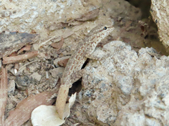 Pristurus rupestris