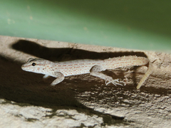 Pristurus rupestris
