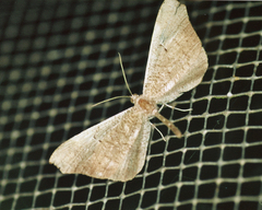 Macrosoma rubedinaria