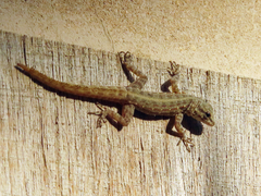 Pristurus rupestris