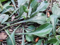 Globularia bisnagarica