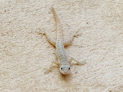 Pristurus rupestris