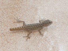 Pristurus rupestris