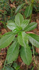 Impatiens sodenii
