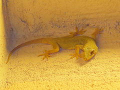 Hemidactylus flaviviridis