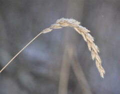 Leymus innovatus