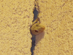 Hemidactylus flaviviridis