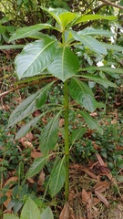 Impatiens sodenii
