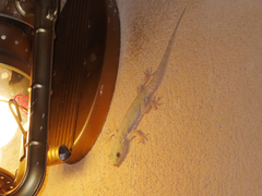 Hemidactylus flaviviridis