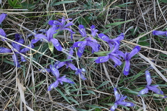Iris ruthenica