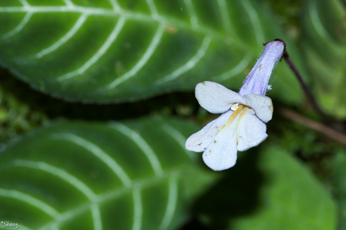 Henckelia scabrinervia