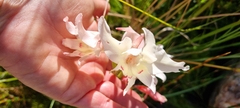 Gladiolus carneus