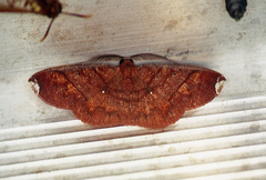 Thysanopyga carfinia