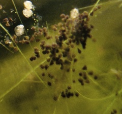 Stentor amethystinus